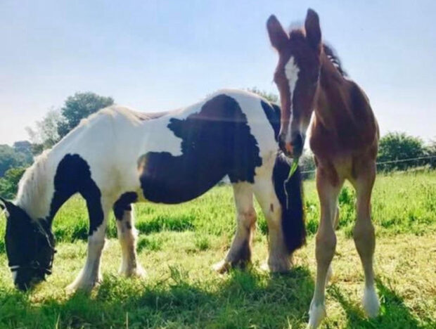 Joe Malone as a foal - he's qualified for the senior newcomers championship at HOYS 2024