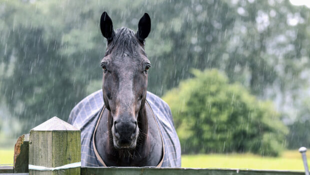 Horse in the rain wearing a waterproof turnout rug