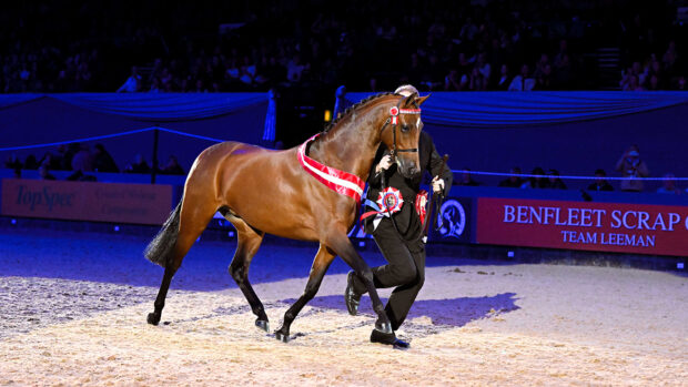 Price Family HOYS in-hand supreme