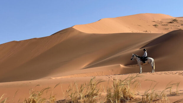 Namibian horse safari