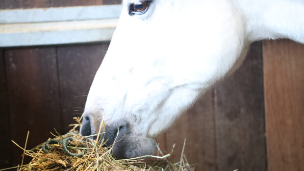 A grey horse eating long form forage from a haynet