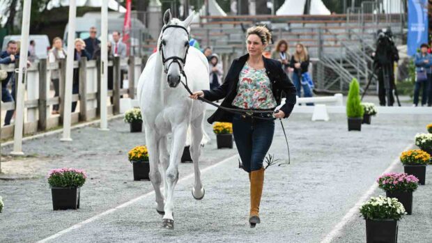 Piggy March and Halo at the Pau Horse Trials first trot-up.