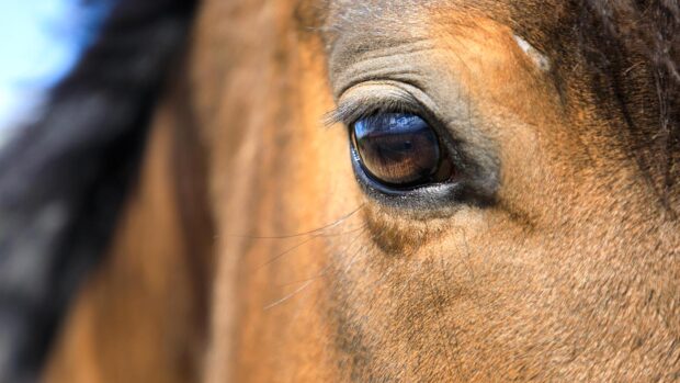 Professor Patrick Wall report into equine traceability in Ireland