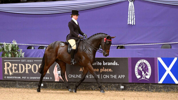 2024 SEIB Racehorse To Riding Horse