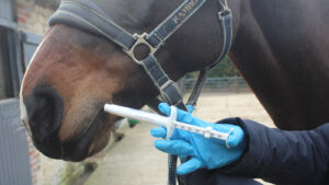 Worming a horse with a paste syringe via the mouth while wearing protective gloves.