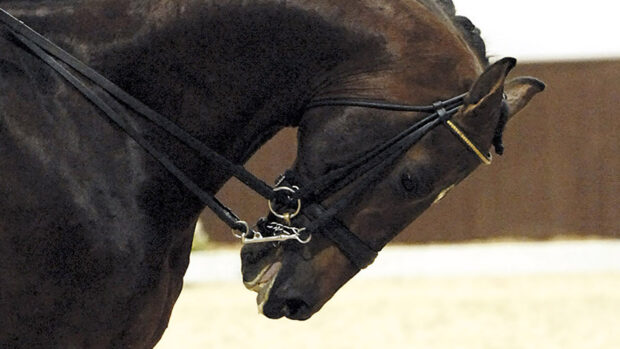 A horse being ridden in a double bridle with its neck excessively bent so its chin is close to its chest in a position known as rollkur.