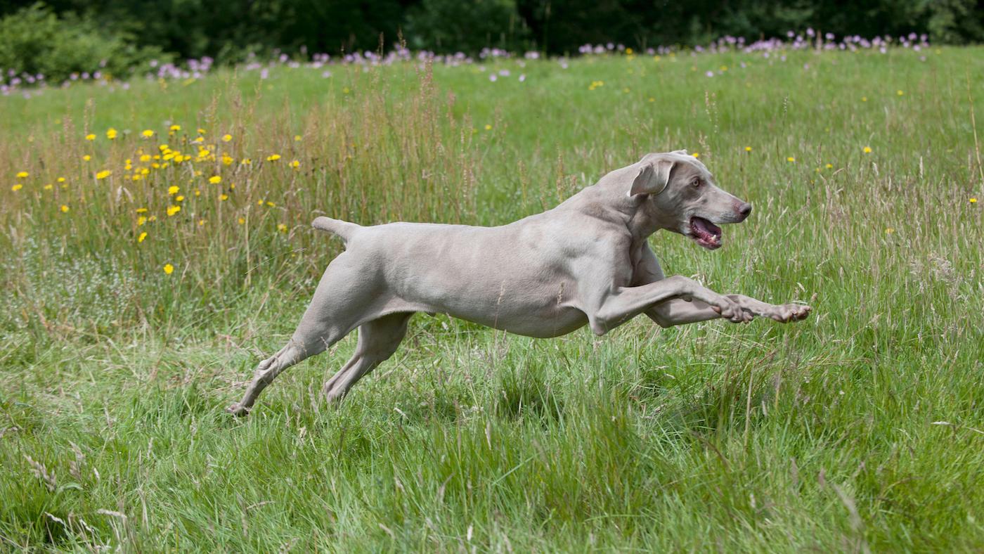 Weimaraner running in grassy field