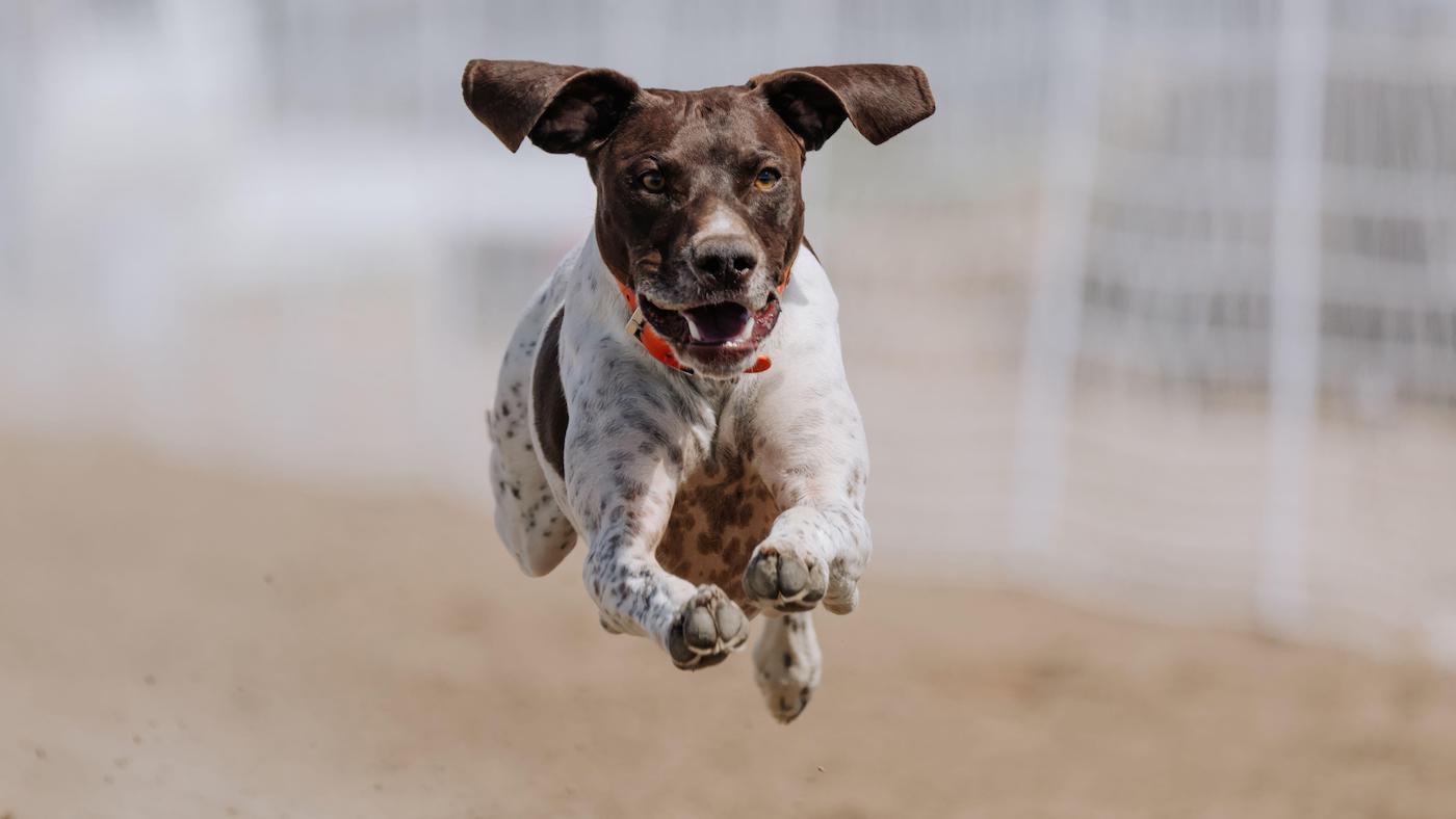 German shorthaired pointer leaping