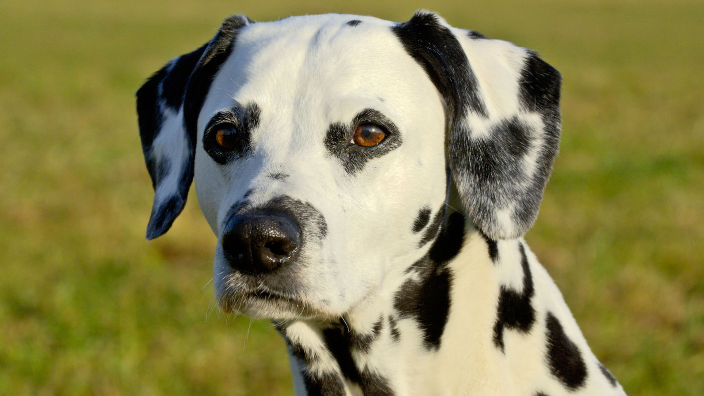stunning Dalmatian head shot
