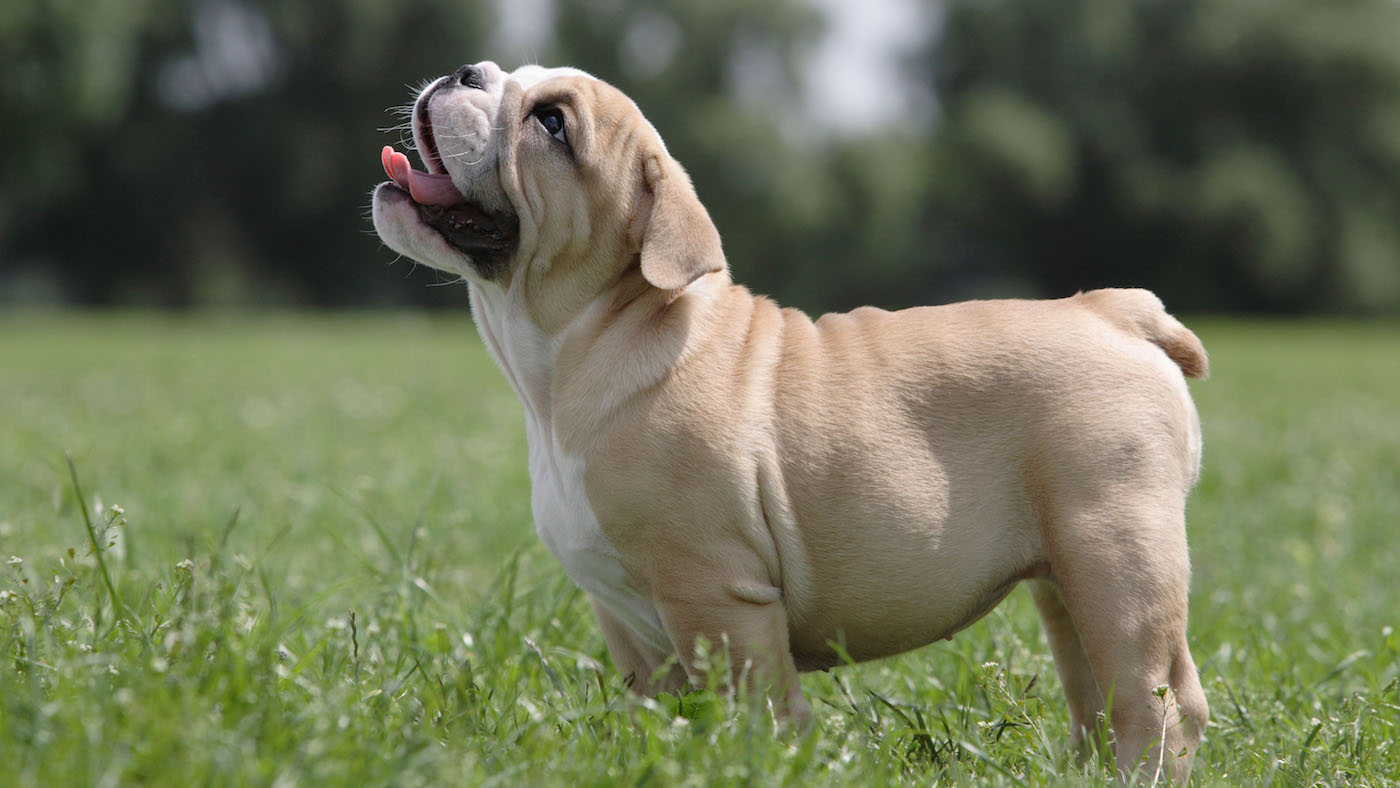 English bulldog puppy
