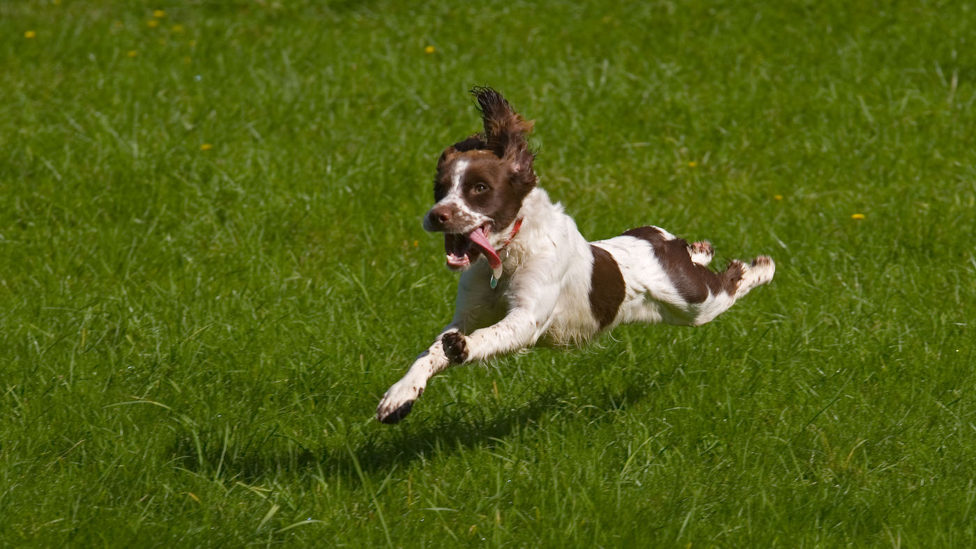 Liver and white springer spaniel running in grassy field