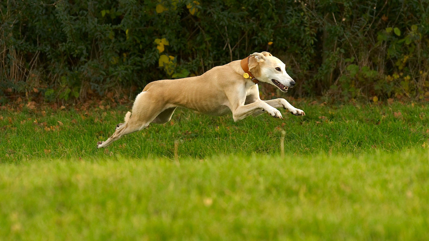 Greyhound: one of the best dog breeds for running