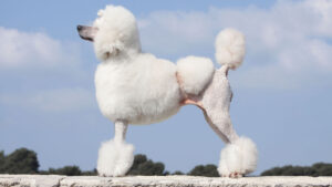 Standard poodle, white with clip