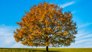 A sycamore tree in autumn, which produces seeds containing toxins that cause atypical myopathy in horses