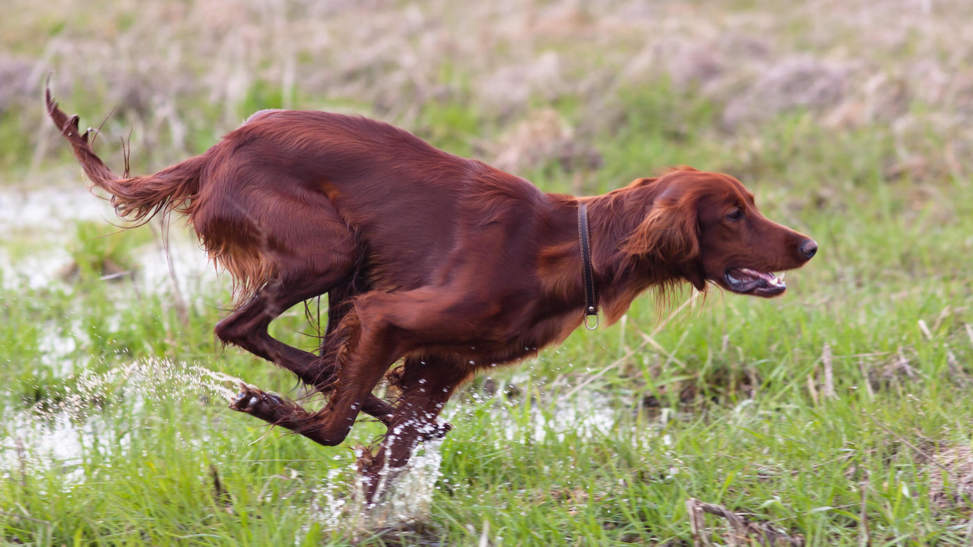 Setter running in a meadow: one of the best dog breeds for running