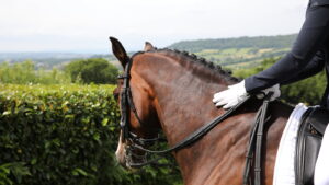 British Dressage has launched an equine welfare action plan.