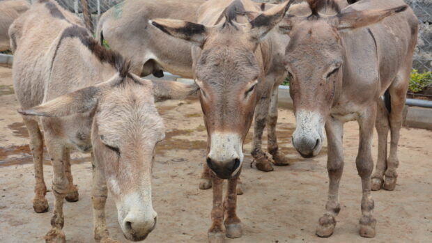 Donkeys at the Goldox slaughterhouse in Baringo, Kenya. (Credit The Donkey Sanctuary)