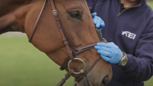 The FEI noseband taper gauge being demonstrated in use.