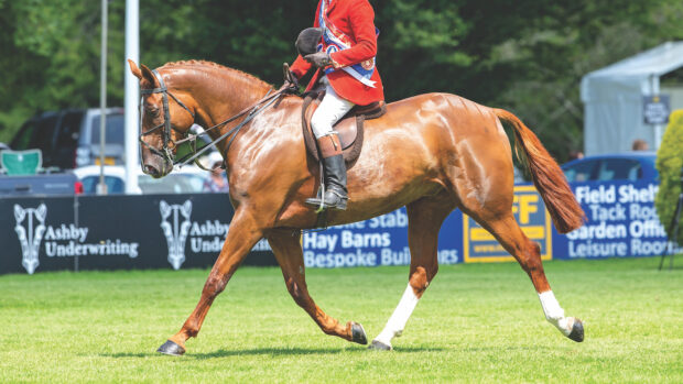 Mulberry Lane, show horse