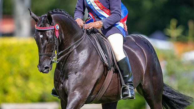 Boston Black Tie is an example of a top-class show hack who has stood supreme at the Royal International Horse Show