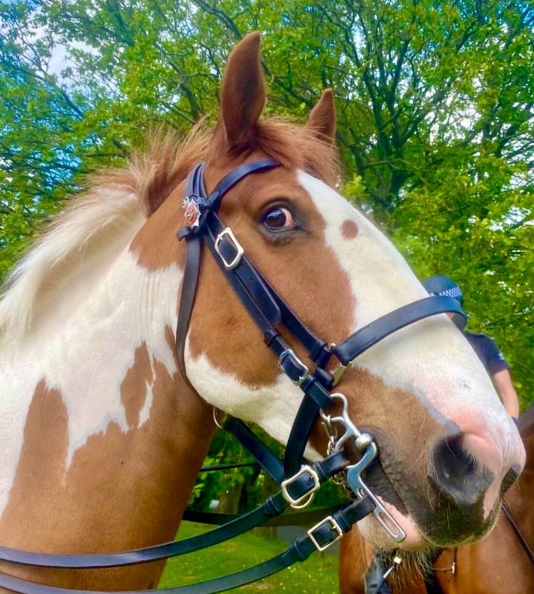 Brave police horse who’s ‘master of the side-eye’ retires after ...