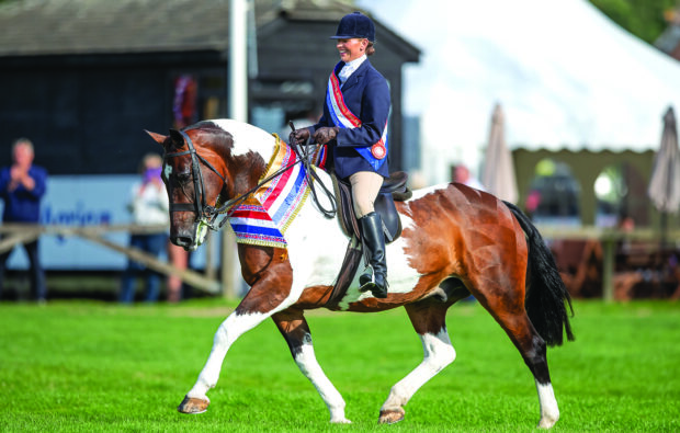 Training the cob well should lead to success in the show ring