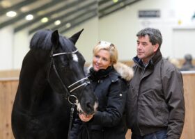 negro dressage stallion