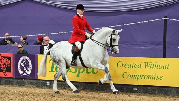 Grey cob cantering in the show ring