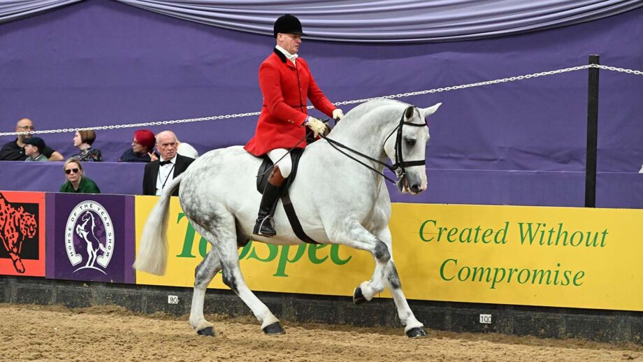 Grey cob cantering in the show ring