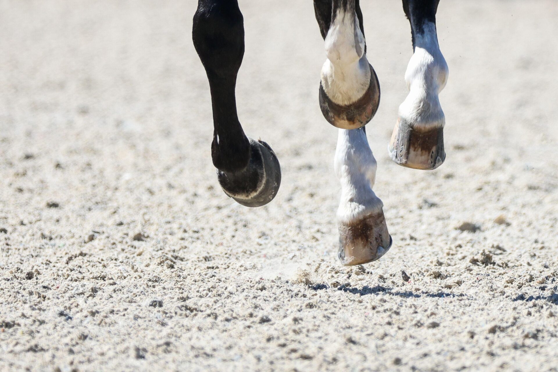 TRT Young Talent Competition A New Format For Young Horse Classes trt-young-talent-competition-a-new-format-for-young-horse-classes