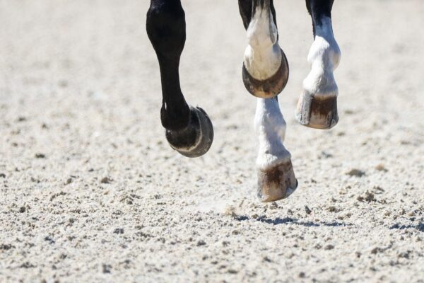 British Dressage reveals first welfare statistics