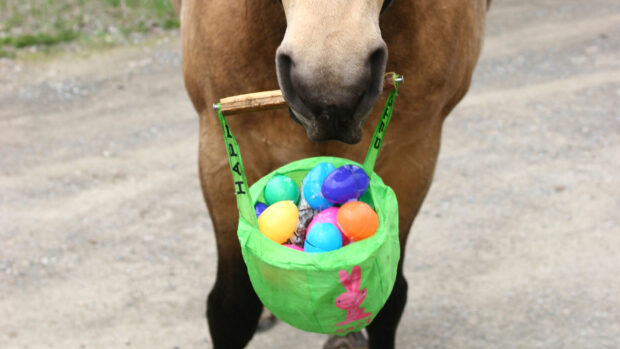 Horse holding basket of Easter eggs in his mouth