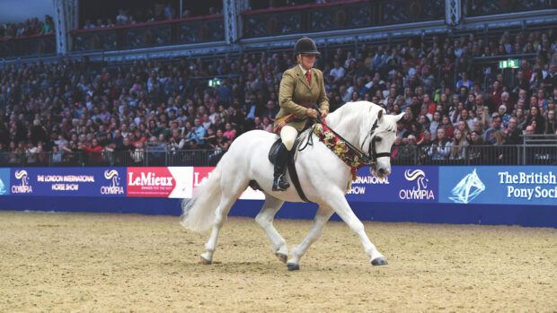 Grey connemara stallion champion M&M native breed at London Olympia: example of good training of the ridden native pony