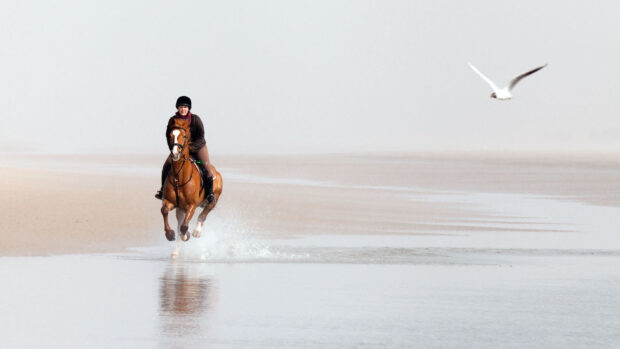 Horse riding in open spaces, galloping along beach
