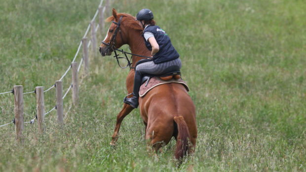 Horse spooking: desensitisation and habituation is how horses learn