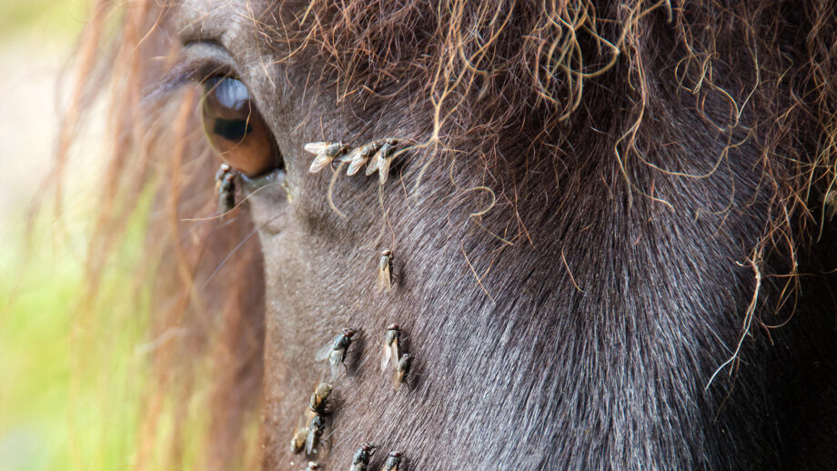 Close up of horse’s face with flies around the eye