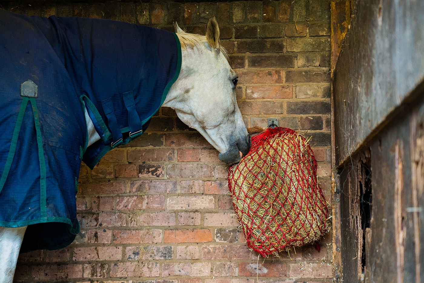 A horse standing in a stable eating from a haynet