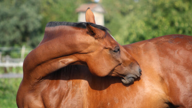 Bay horse itching its side with teeth