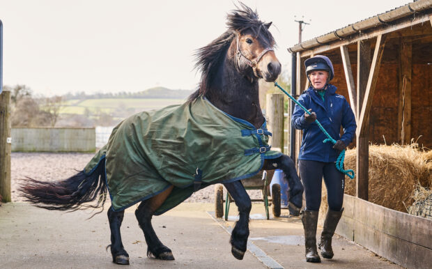 Fresh horse being led. The importance of confidence in handling horses