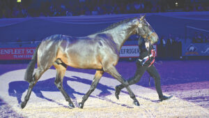 A beautifully shiny horse: training for in-hand showing classes