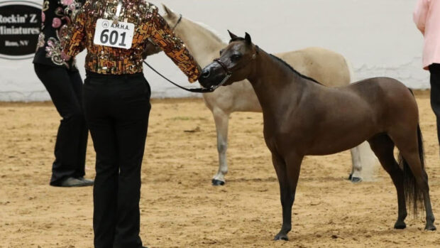 An American miniature horse being stood up for the judge.