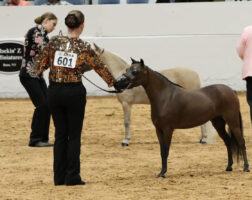 A handler stands up an American Miniature Horse in the show ring.