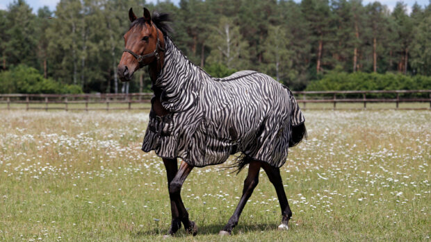 Horse wearing zebra print fly rug in field