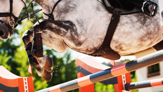 Minimum eligibility requirements in showjumping have been discussed by industry experts at the FEI Sports Forum.