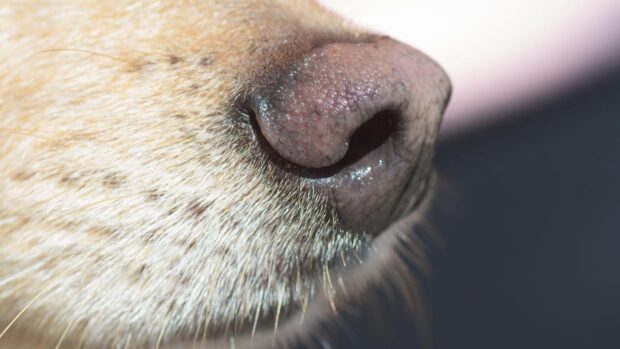 The FEI is testing using sniffer dogs to detect banned substances in endurance horses.