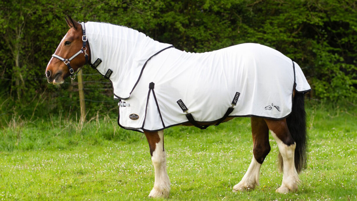 Best fly rugs for horses: find the best protection | Horse & Hound
