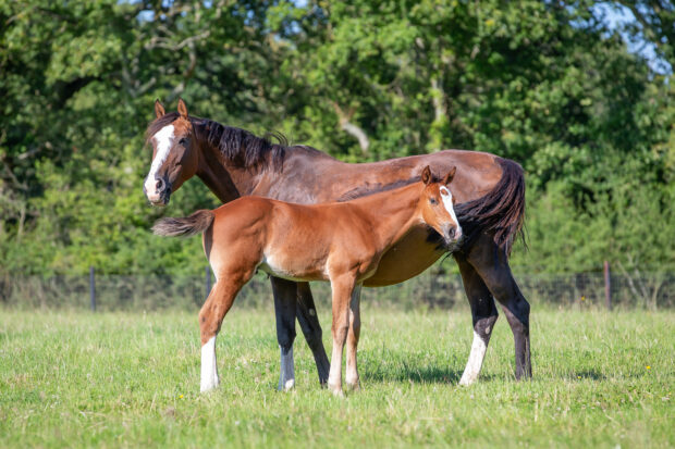 Broodmare and foal insurance