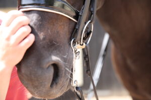 sport horse welfare debate EU