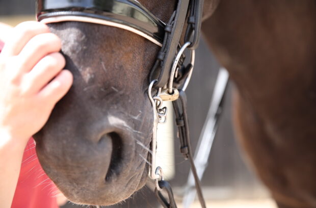 sport horse welfare debate EU