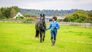 Woman in blue leading a black horse in from a field